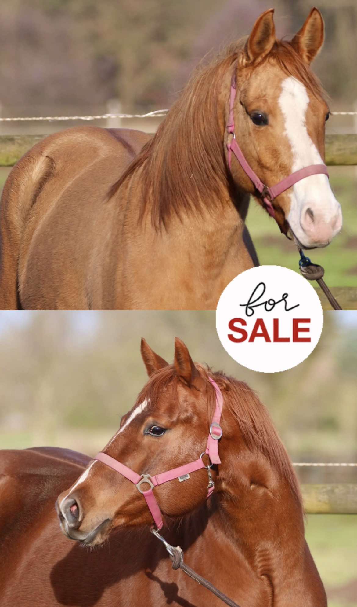 Broodmares-sale