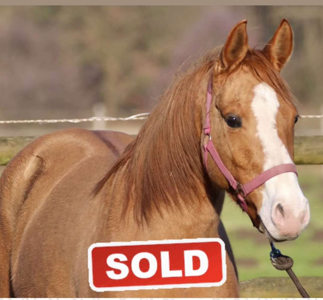 Snow Sold