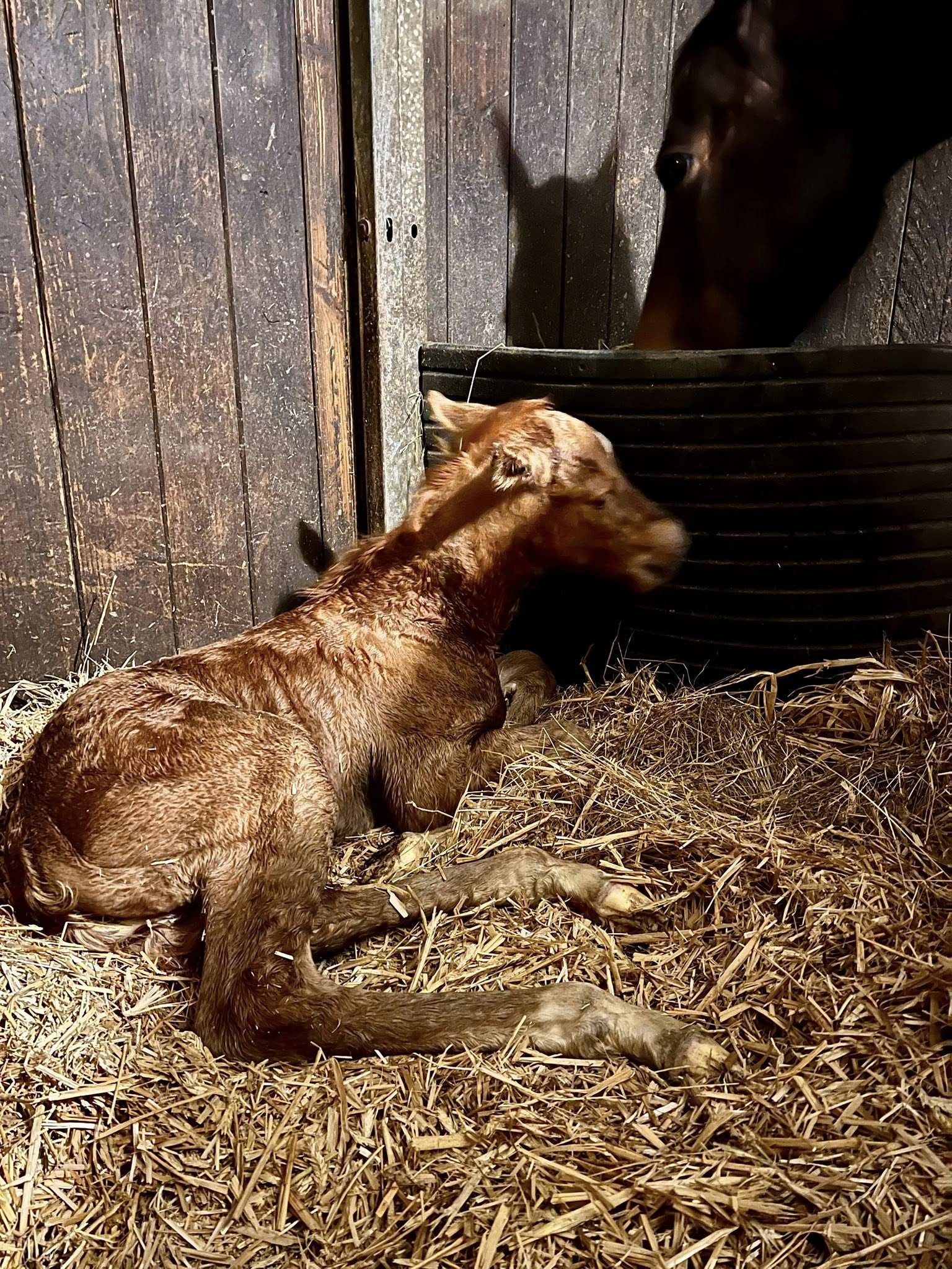 Toffee17.4.-01