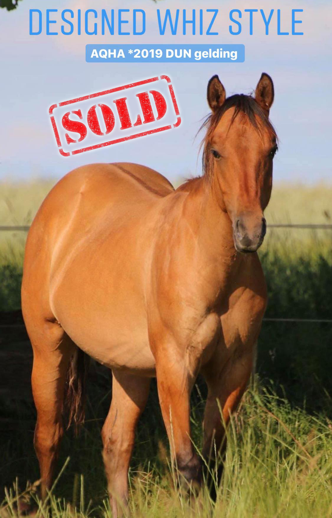 chexter-sold Kopie