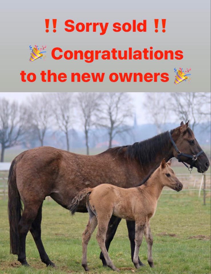 gina-skye-sold