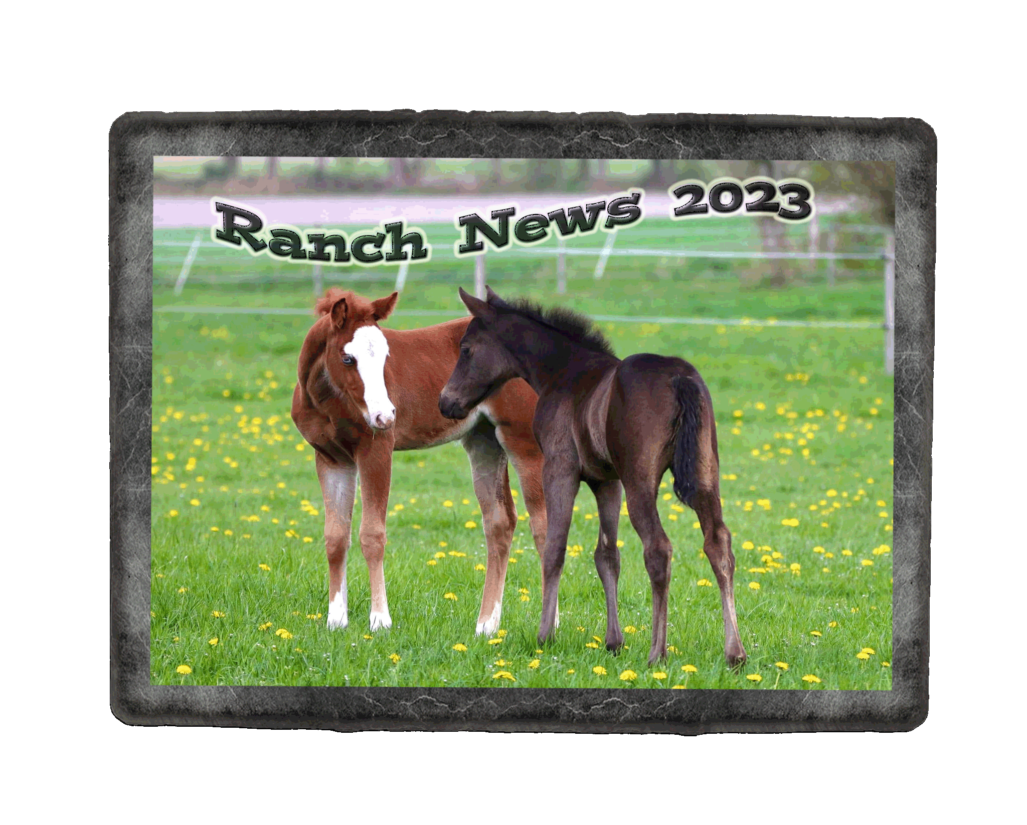 ranch-news2023