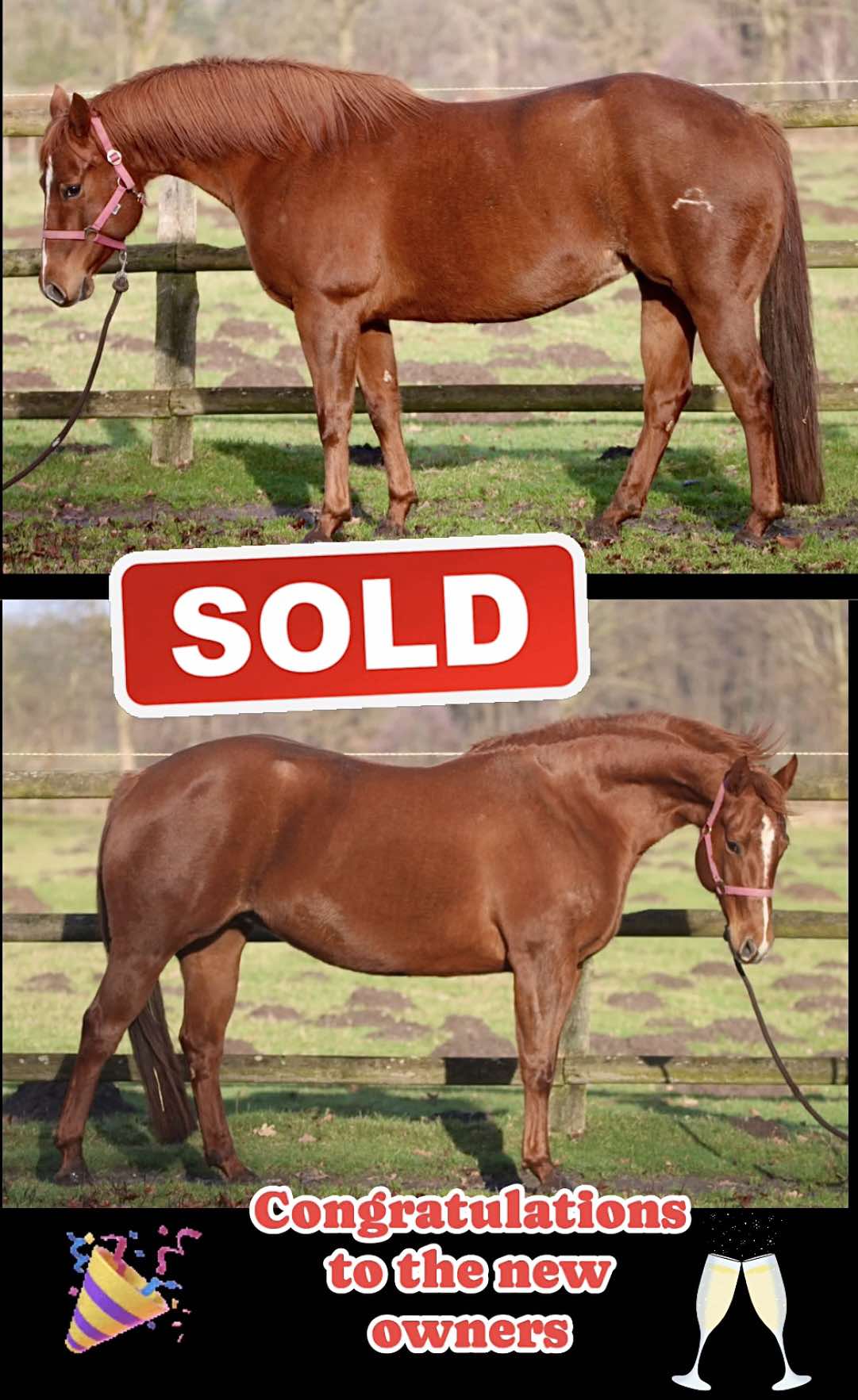 sold-chiclet