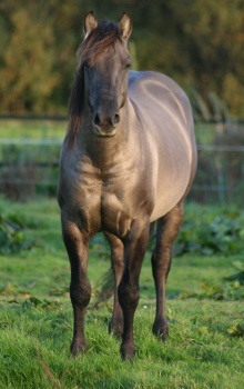 BobBild1
