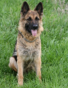 maxi1