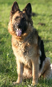 maxie3