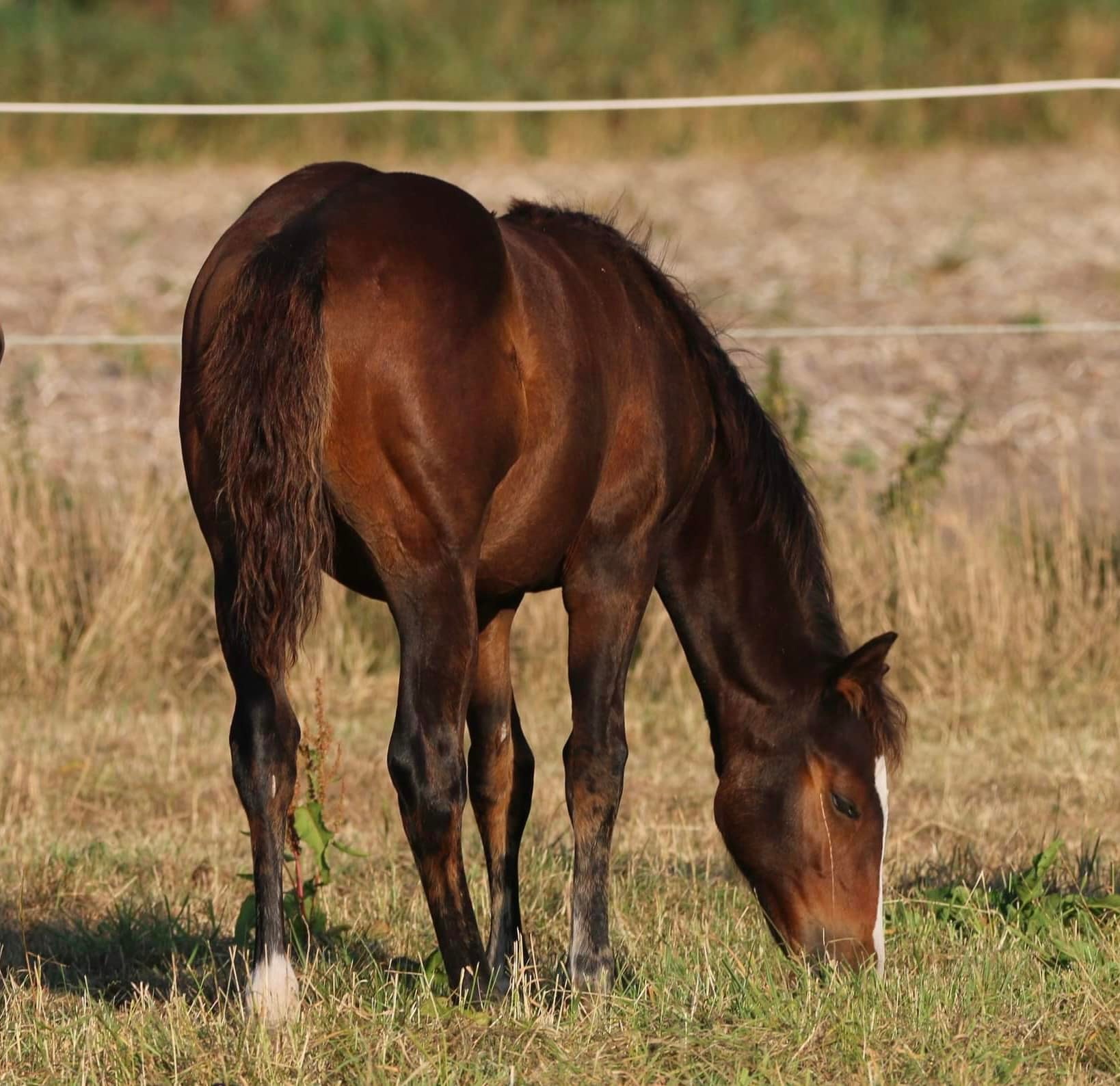 shelby08-22-2