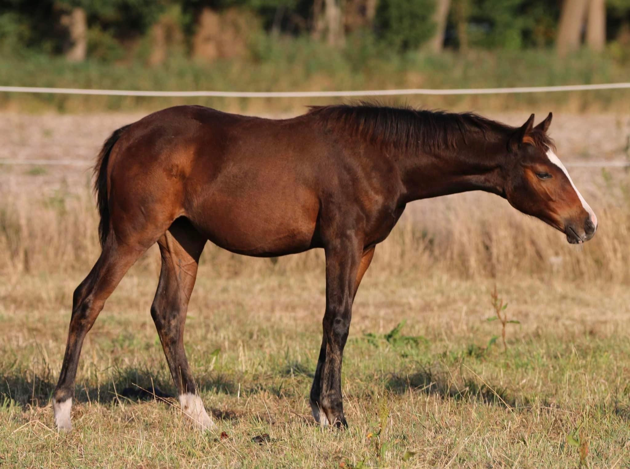 shelby08-22-3