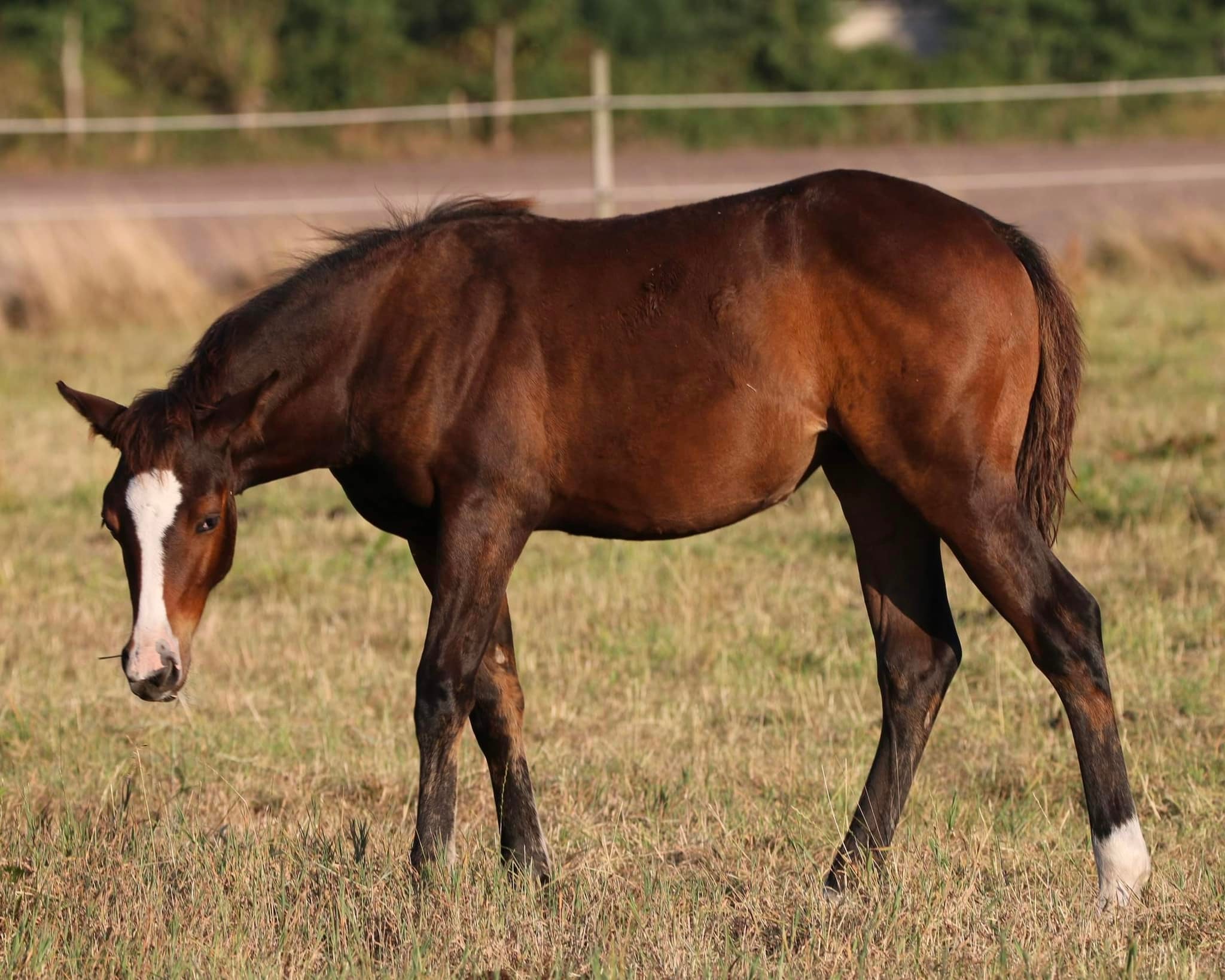 shelby08-22-5