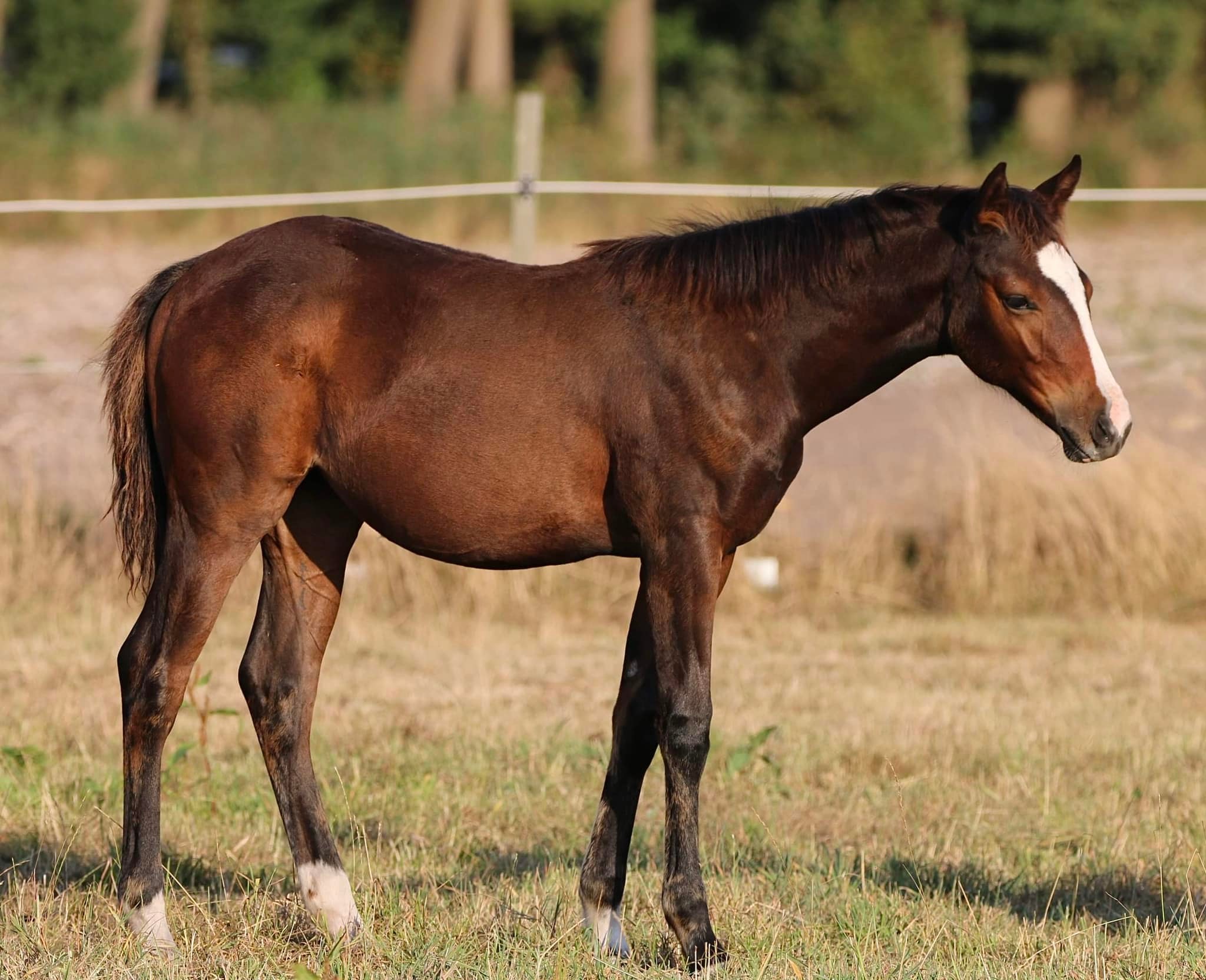 shelby08-22-6