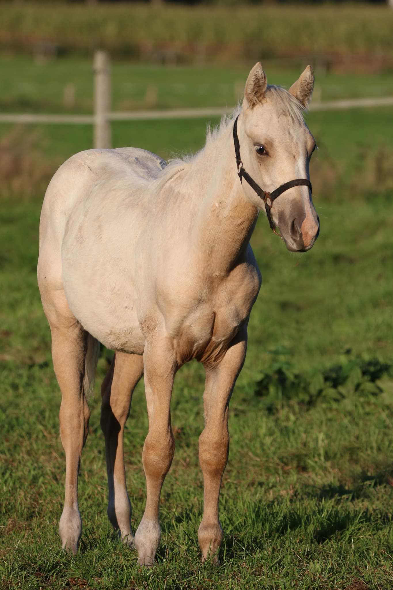tilda2020-09